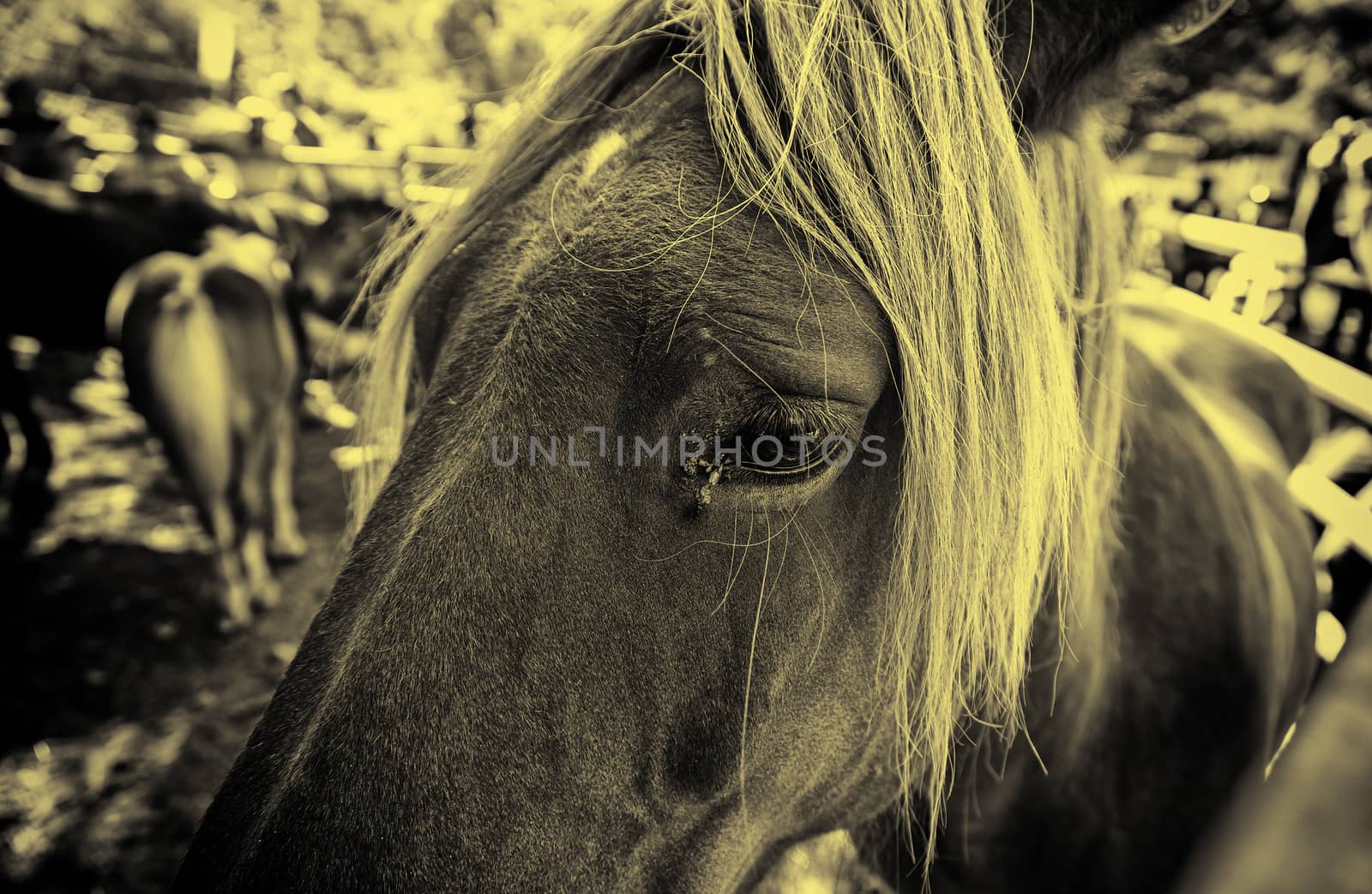 Wild horse, detail of a wild mammal in the wild, animal farm, strength and nature