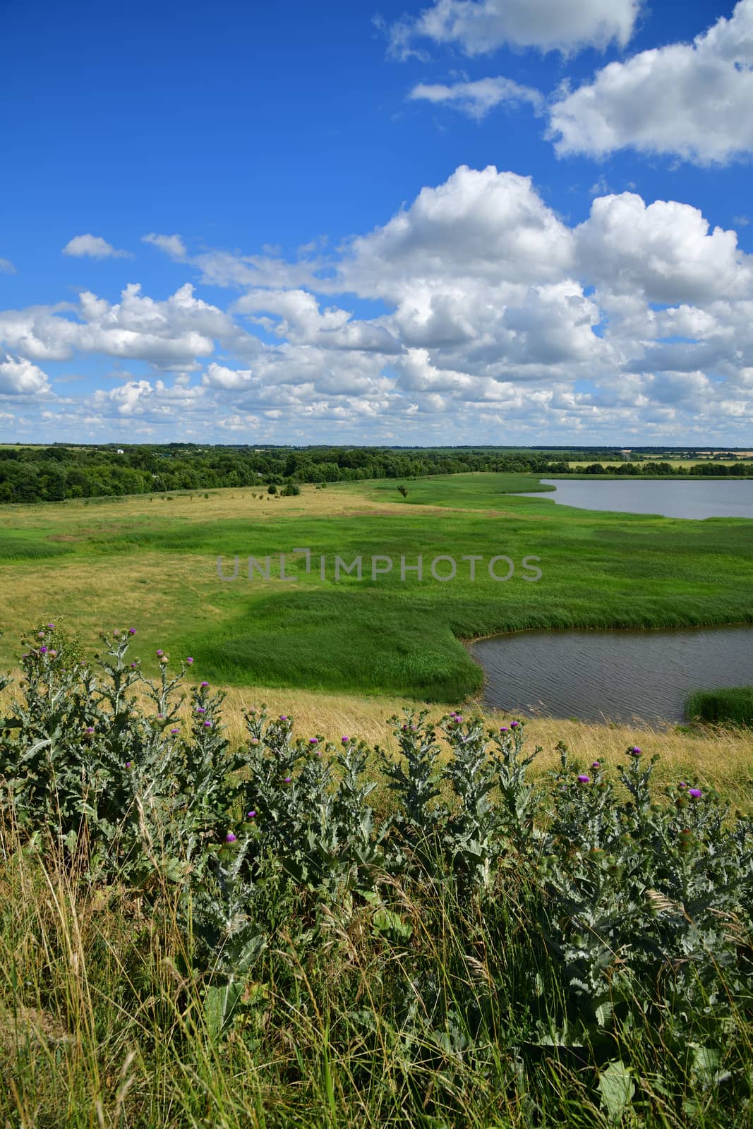 Beautiful summer countryside landscape with a lake by olgavolodina