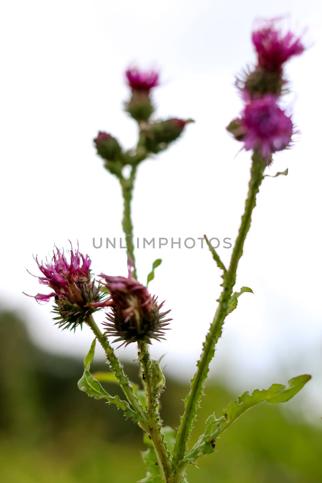 Wild pink blooming thistle. Violet flowers. Blooming flowers. Pink thistles on a green grass. Meadow with flowers. Wild flowers on background of sky. Nature flower. Blooming burdock on field. 

