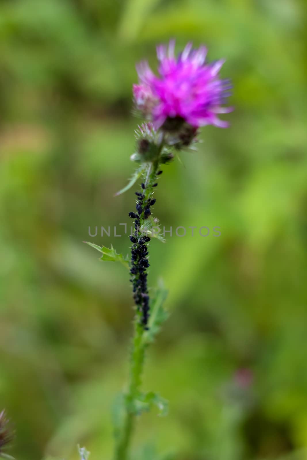 Thistle with insects on the stem in green meadow. Wild pink blooming thistle. Violet flowers. Blooming flowers. Pink thistles on a green grass. Meadow with flowers. Wild flowers. Nature flower. Blooming burdock on field. 

