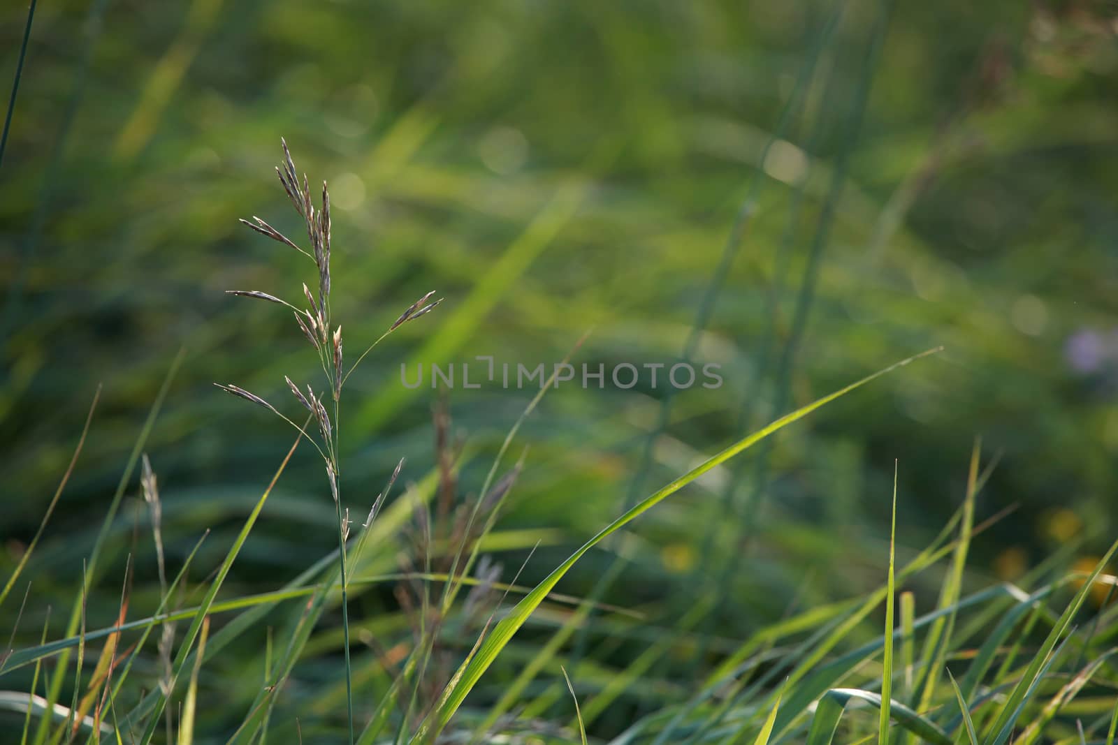 Closeup of green field.Bent on a green grass.  Meadow with bent. Wild grass. Nature meadow in Latvia. Background of bent on field. 

