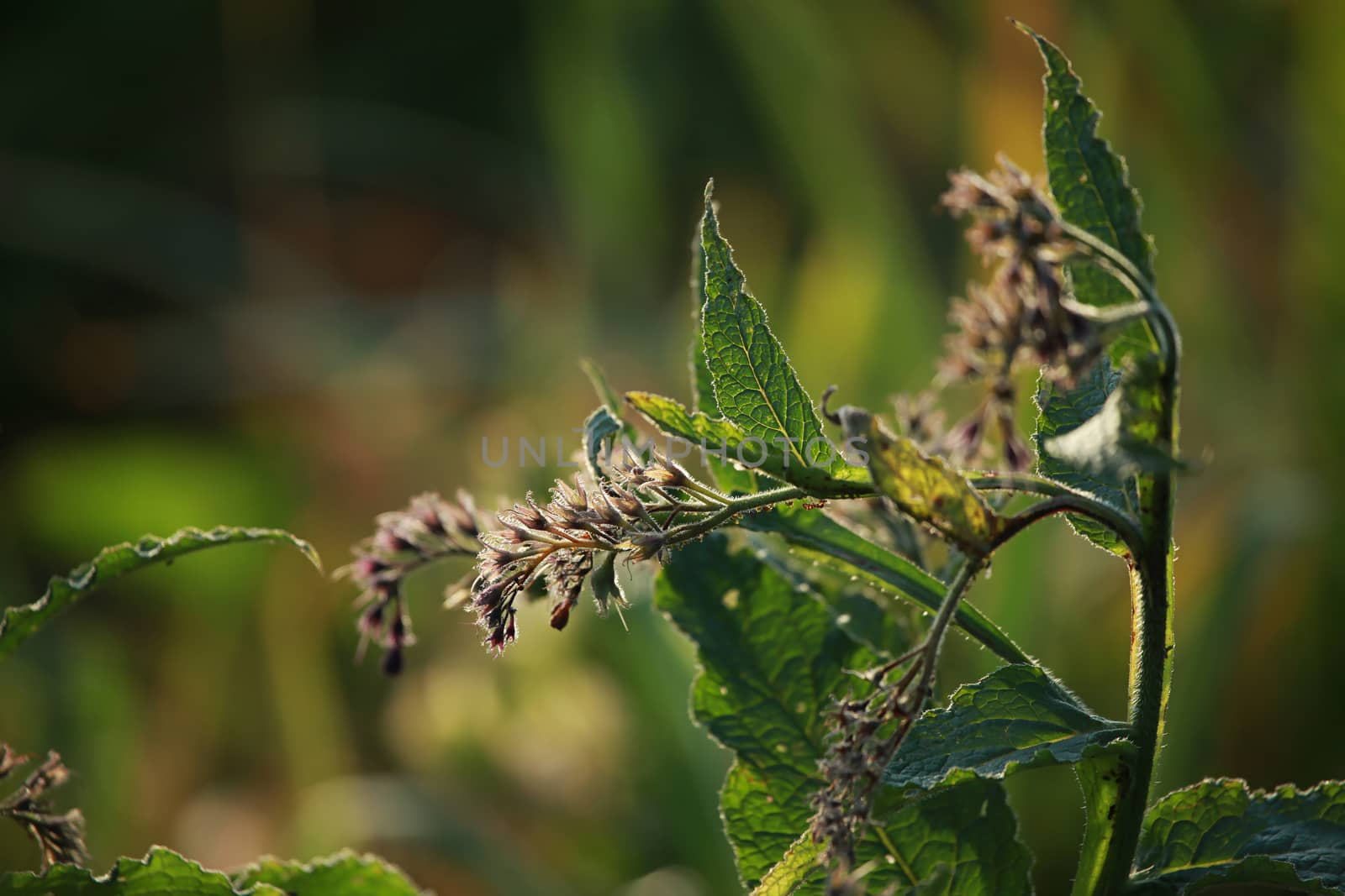Weed on a green grass. Closeup of rural weed. Wild grass. Nature meadow. Background of weed on field. 