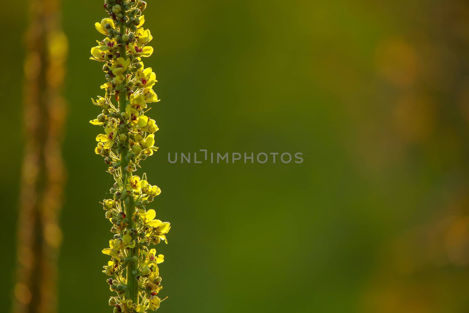 Yellow flowers. Blooming flowers. Mullein on a green grass. Meadow with flowers. Wild flowers on nature green background. Nature flower. Flowers on field. 