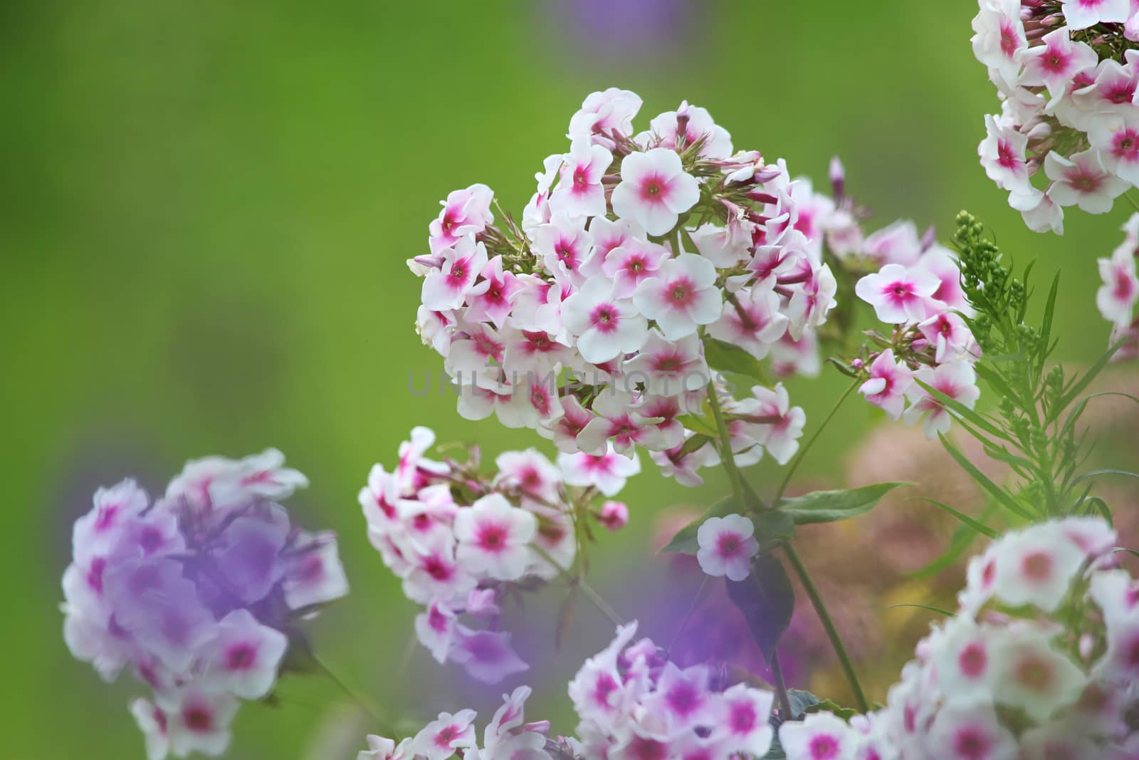 White flowers. Blooming flowers. White phlox on a green grass. Garden with phlox. Garden flowers. Nature flowers in garden. Blooming phlox. 