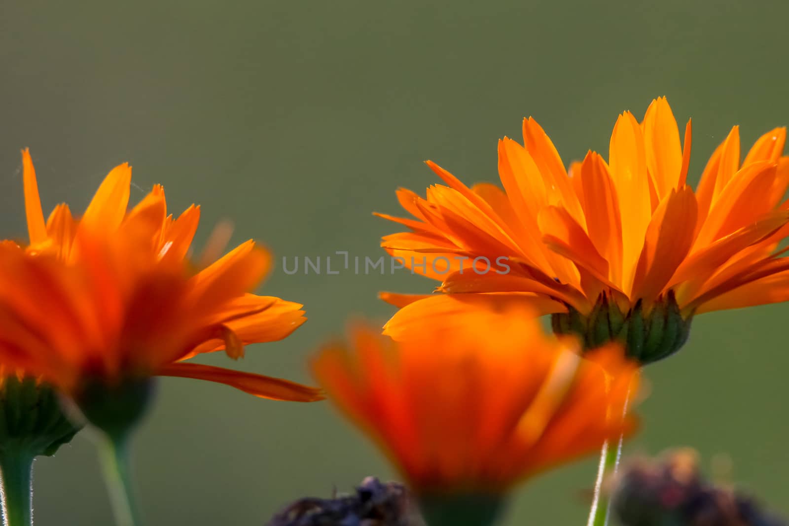 Orange calendula flowers. Blooming marigold flowers. Orange calendula on a green grass. Garden with calendula. Garden flowers. Nature flowers in garden. Blooming calendula.