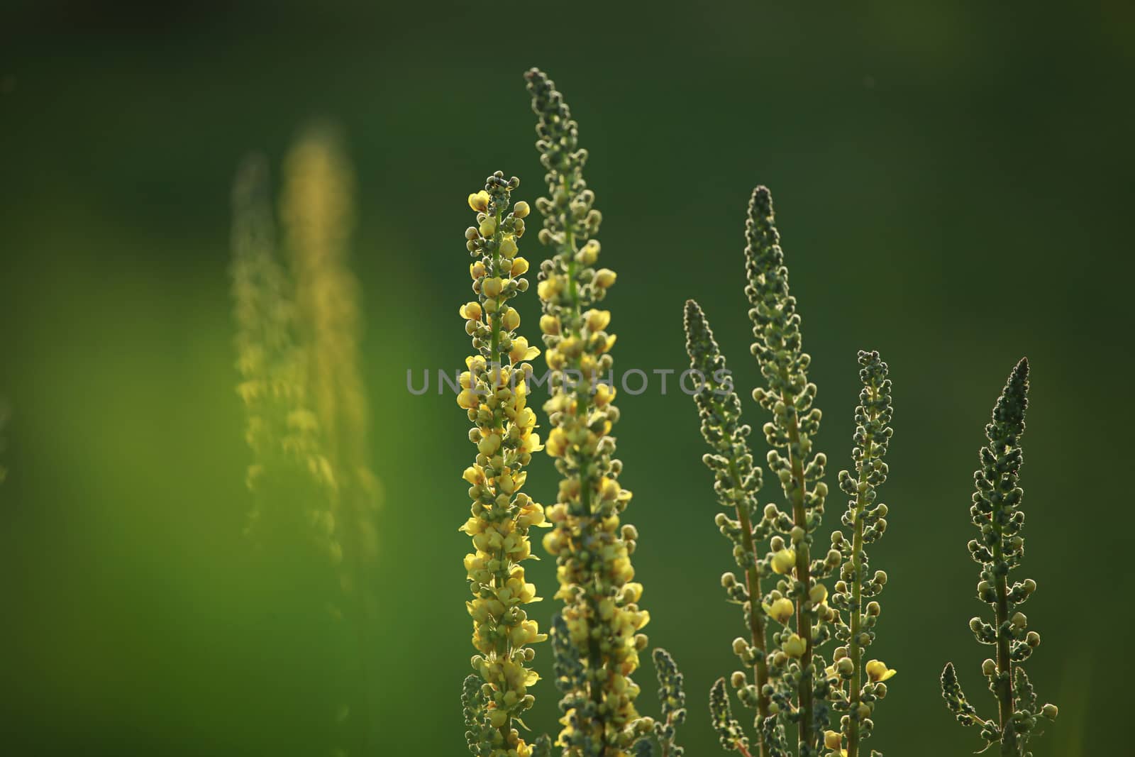 Yellow flowers. Blooming flowers. Mullein on a green grass. Meadow with flowers. Wild flowers on nature green background. Nature flower. Flowers on field. 