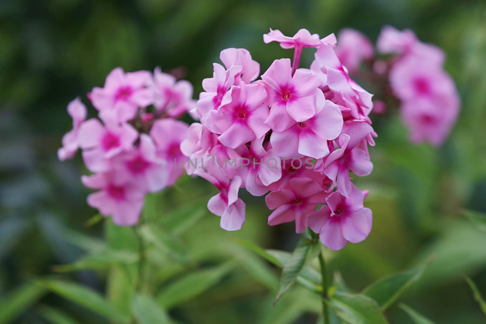 Pink flowers. Blooming flowers. Pink phlox on a green grass. Garden with phlox. Garden flowers. Nature flowers in garden. Blooming phlox. 

