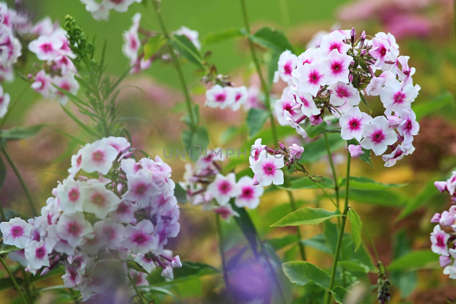 White flowers. Blooming flowers. White phlox on a green grass. Garden with phlox. Garden flowers. Nature flowers in garden. Blooming phlox. 