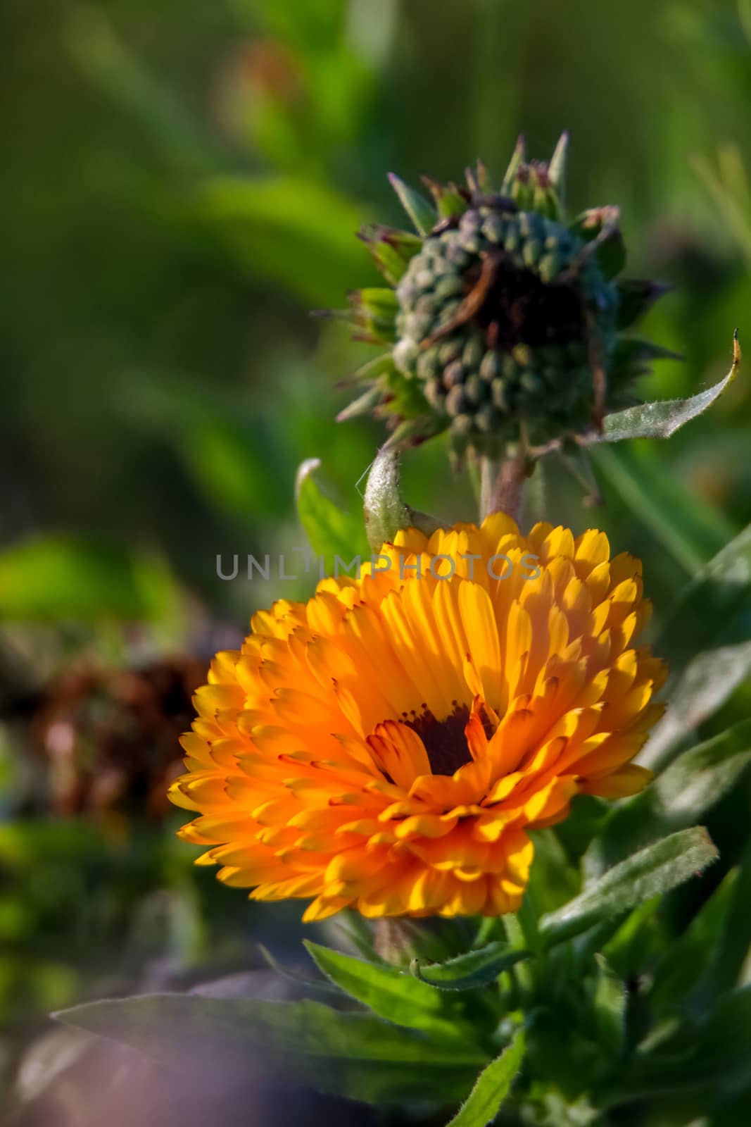 Orange calendula flowers. Blooming marigold flowers. Orange calendula on a green grass. Garden with calendula. Garden flowers. Nature flowers in garden. Blooming calendula.