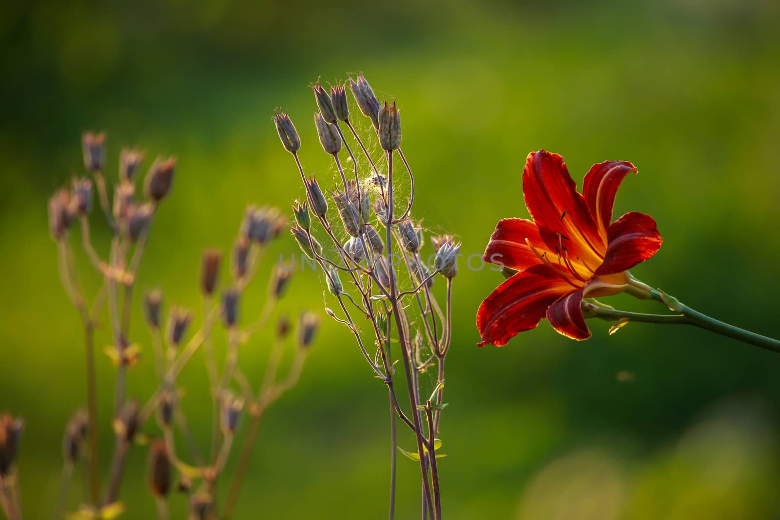 Red lily on field. Blooming lilies. Red lily on green grass. Garden with red lily. Garden flowers. Nature flowers in garden. 

