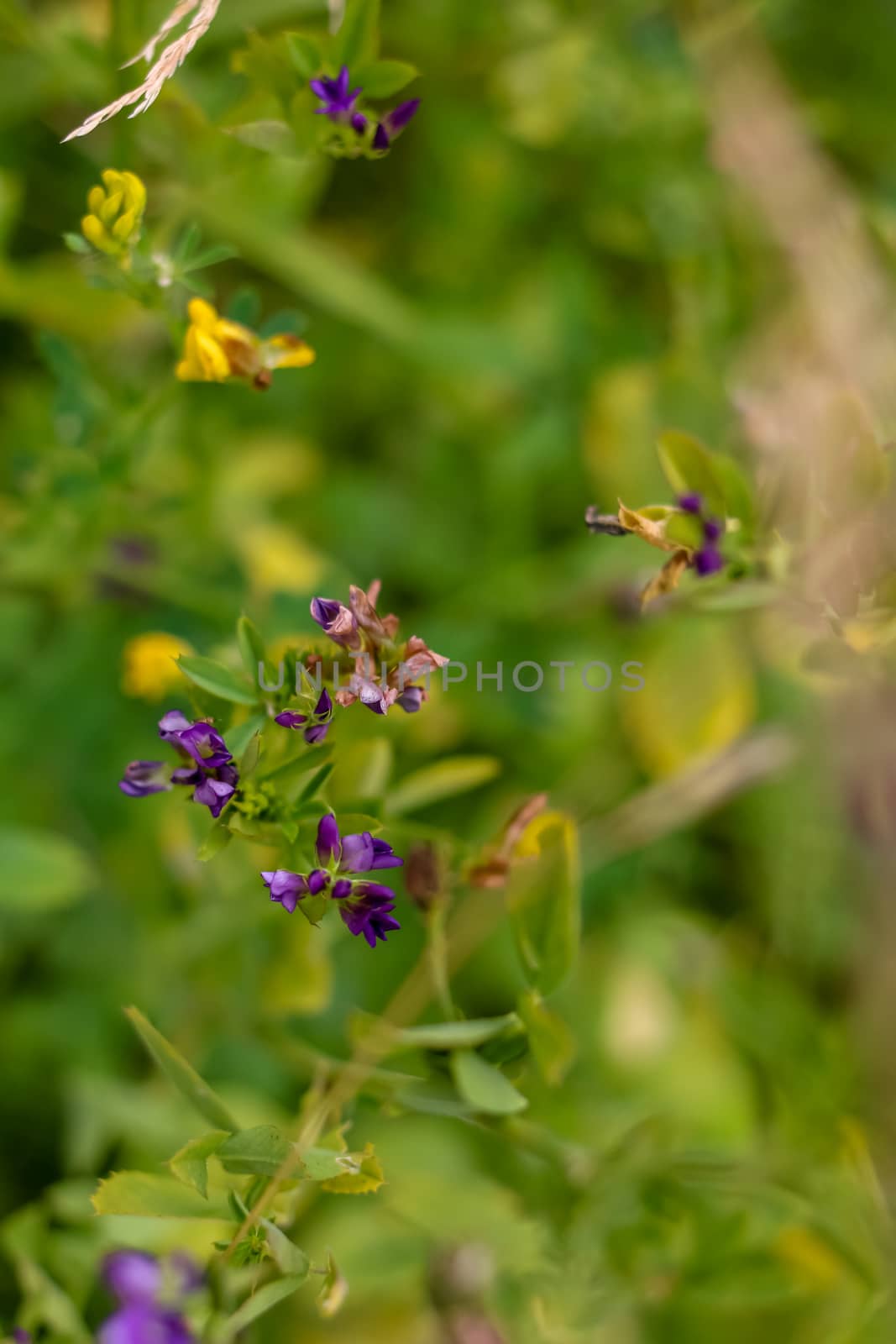 Yellow and blue flowers. Blooming flowers. Yellow and blue flowers on a green grass. Meadow with rural flowers. Wild nature flowers on field.