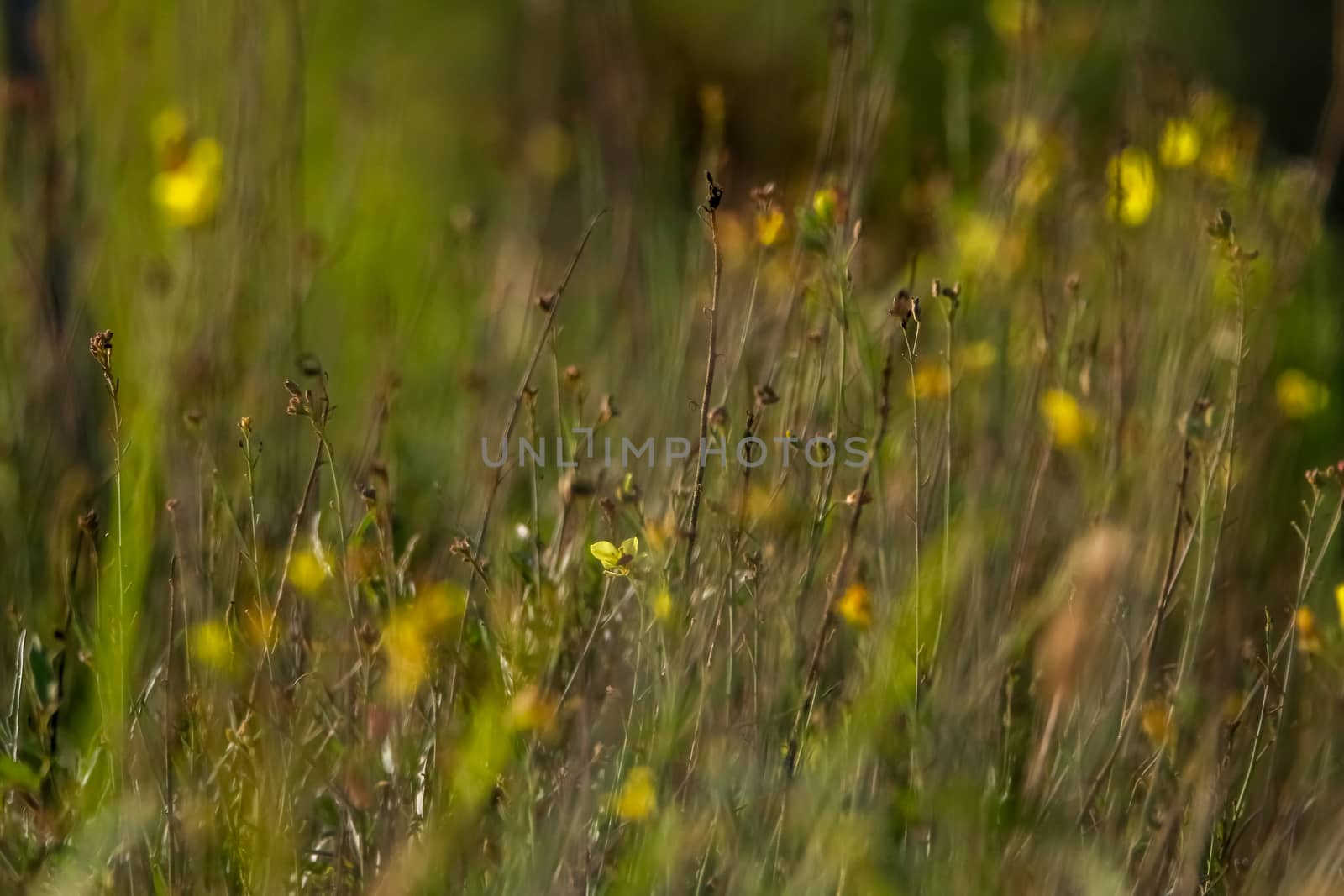 Yellow flowers. Blooming flowers. Yellow flowers on a green grass. Meadow with rural flowers. Wild nature flowers on field.