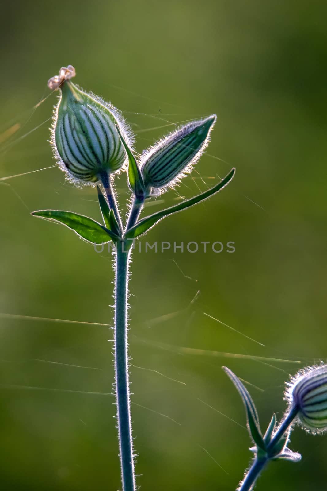 Unblown flowers. Flower bud with spider web. Flower bud on a green grass. Meadow with rural flowers. Nature wild flower on field.