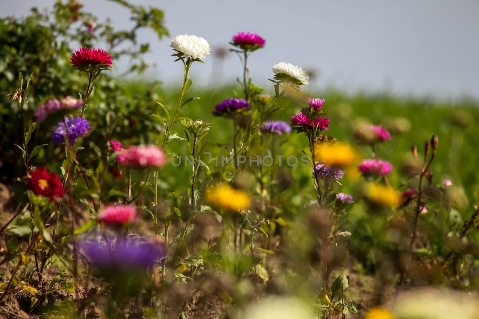 Blooming asters. Asters  in green garden. Meadow with flowers. Wild flowers. Asters on field.