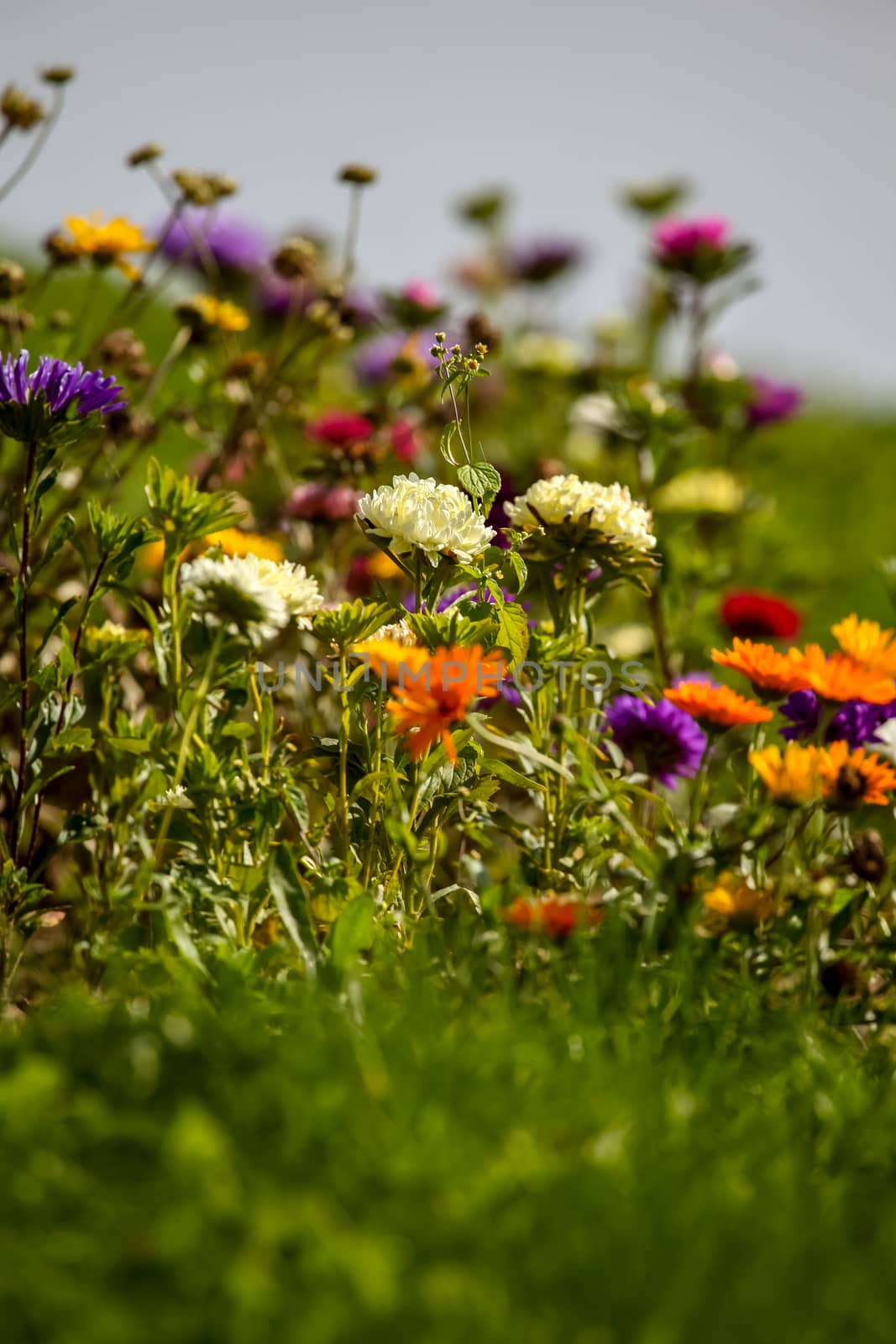 Blooming calendula and asters. Asters and calendula  in green garden. Meadow with flowers. Wild flowers. Asters and calendula on field.