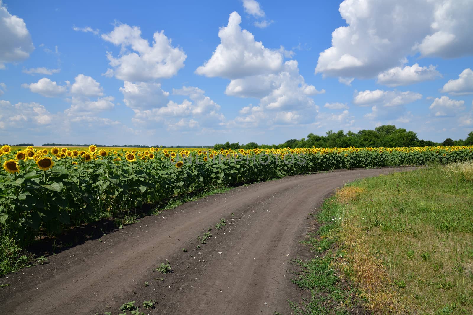 Road on the edge of a field with blooming sunflower