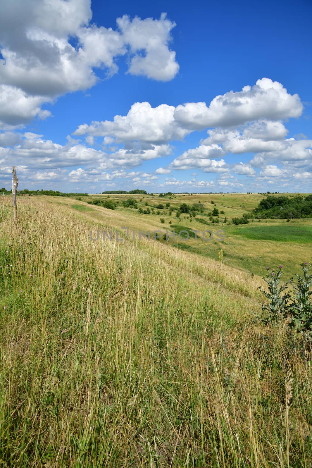 The Beautiful summer country landscape in steppe by olgavolodina