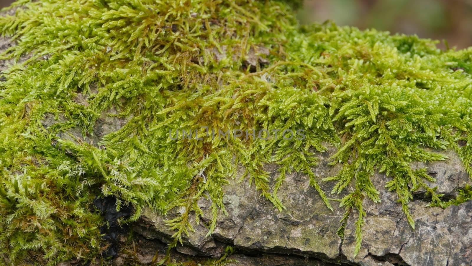 living green moss grows on the bark of an old tree