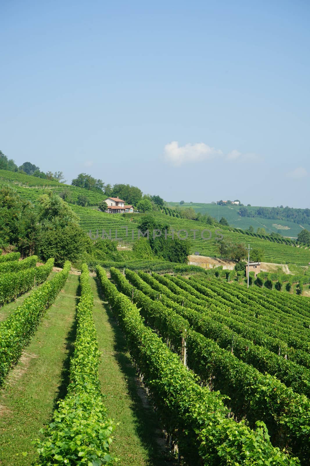 Vineyards near the village of La Morra, Piedmont - Italy
