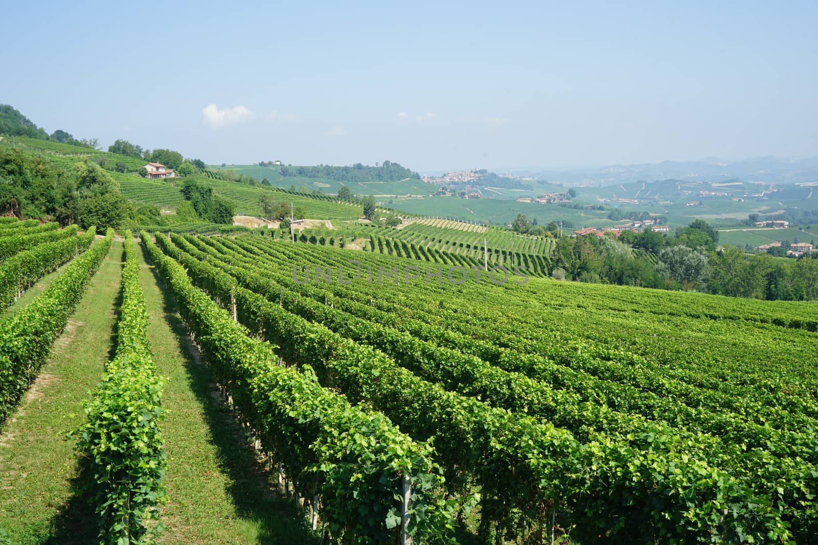 View of the vineyards near La Morra, Piedmont by cosca