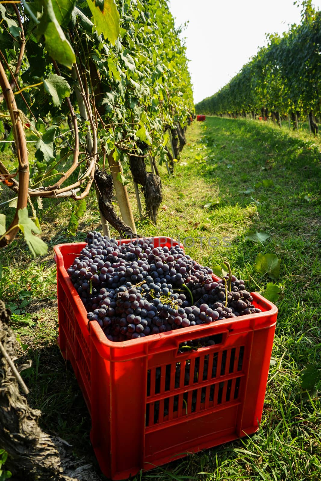 Basket with bunches of Nebbiolo grapes during the harvest in the Cannubi region in Braolo, Piedmont - Italy