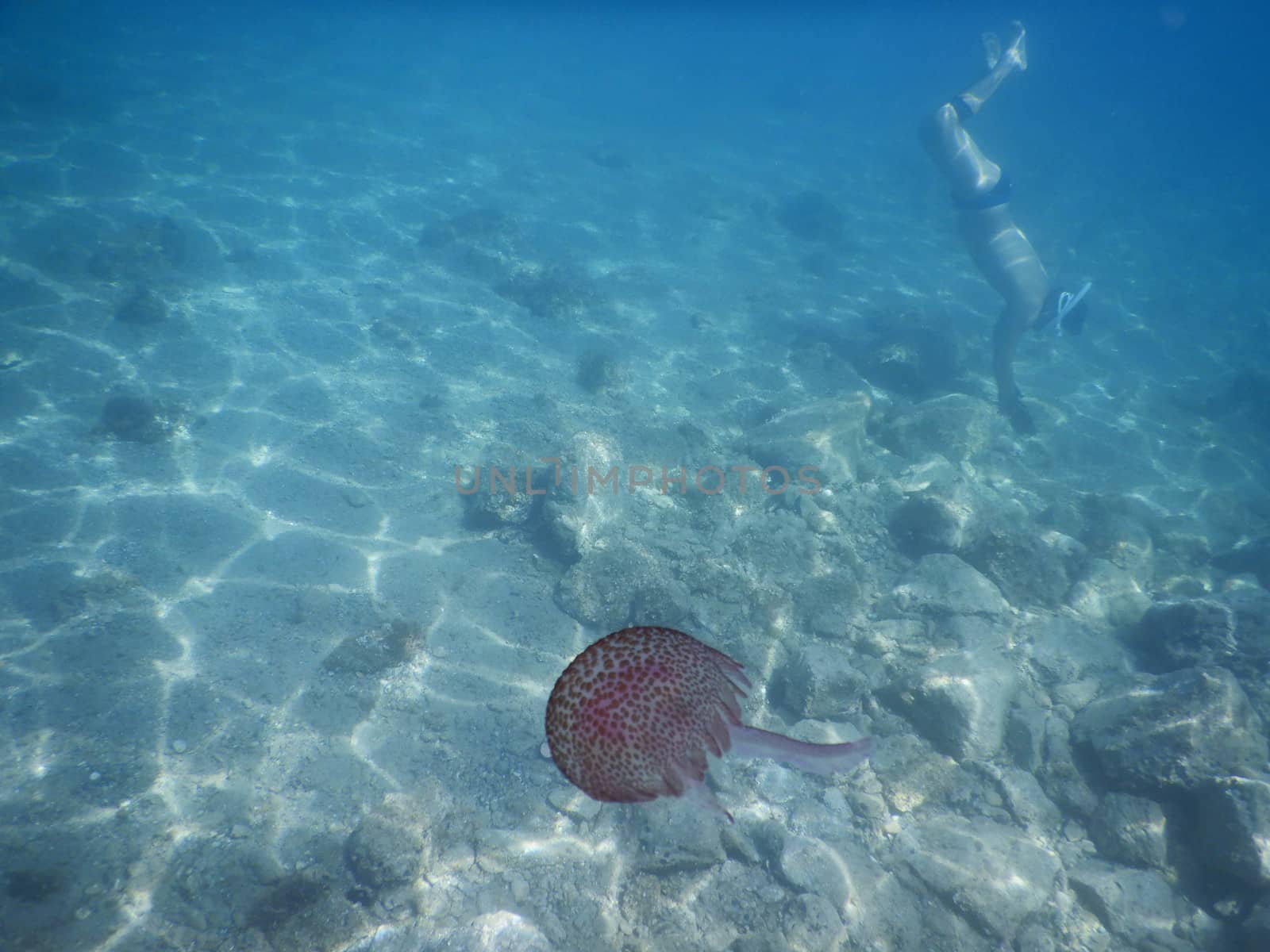 A solitary pink jellyfish in the Ligurian Sea in front of Noli, Italy