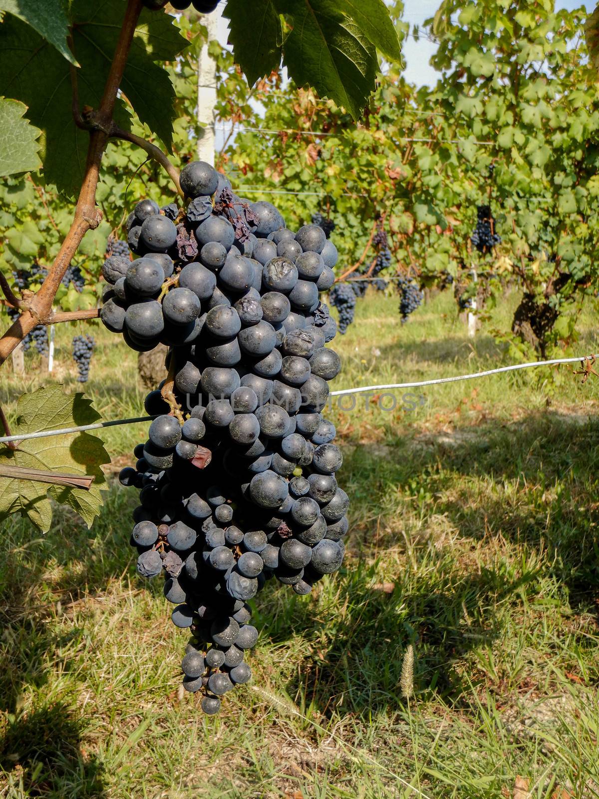 View of the vineyards near La Morra, Piedmont by cosca