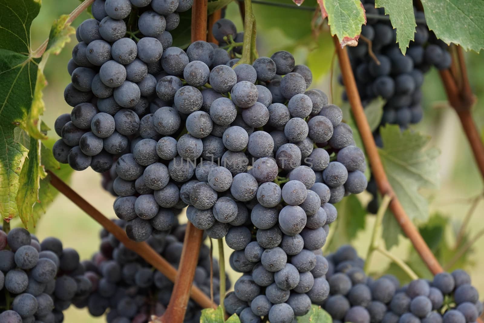 Vineyards in Barolo, Piedmont - Italy