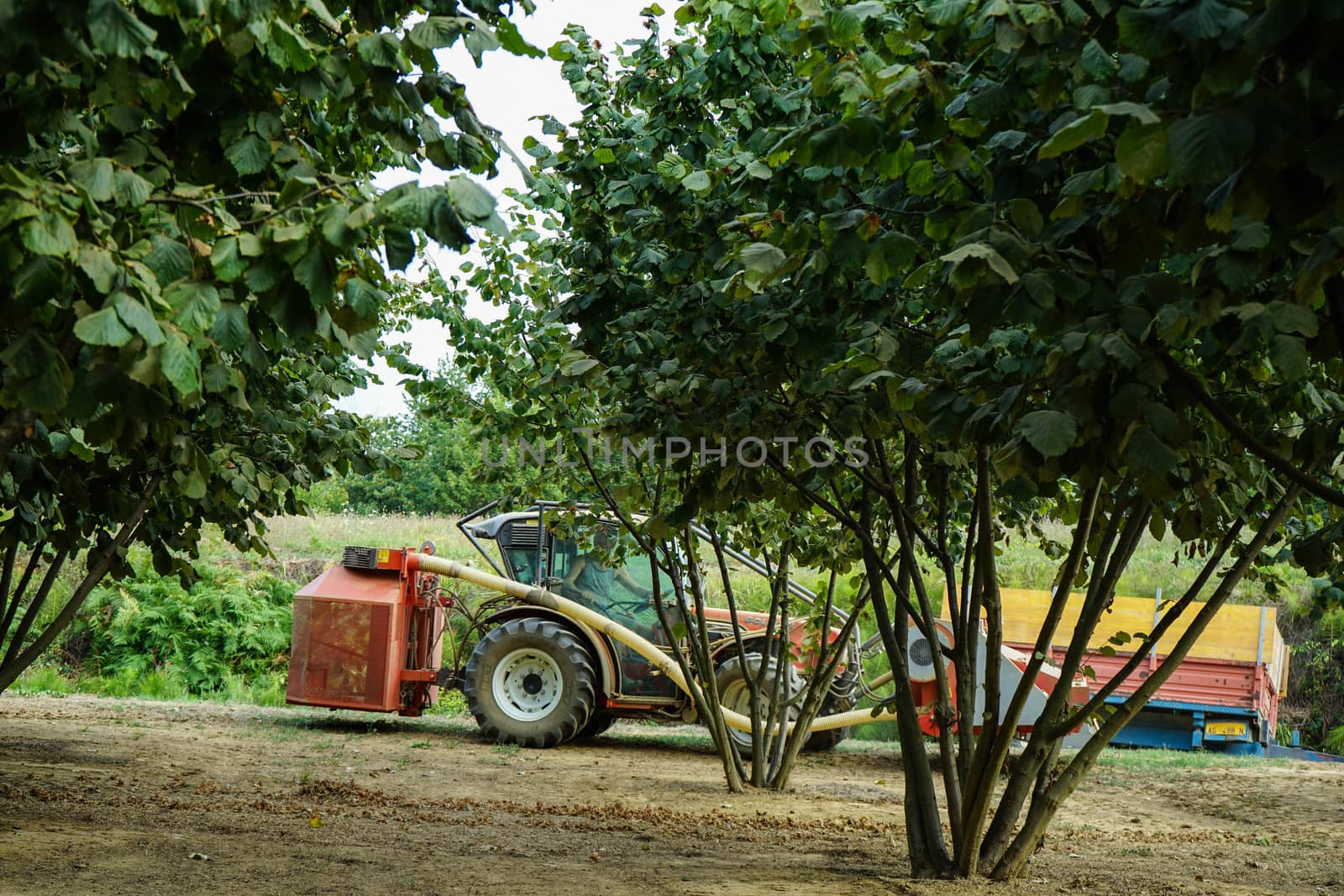 Collection of hazelnuts in Cortemilia, Piedmont - Italy