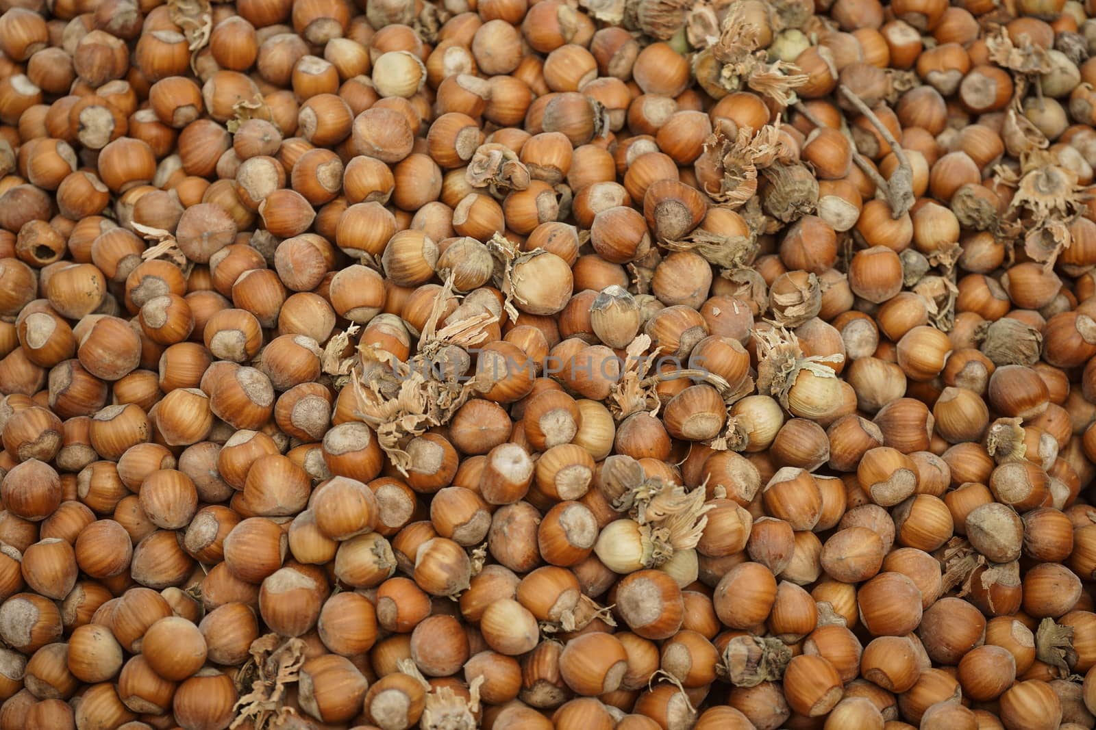 Freshly just picked hazelnuts by cosca