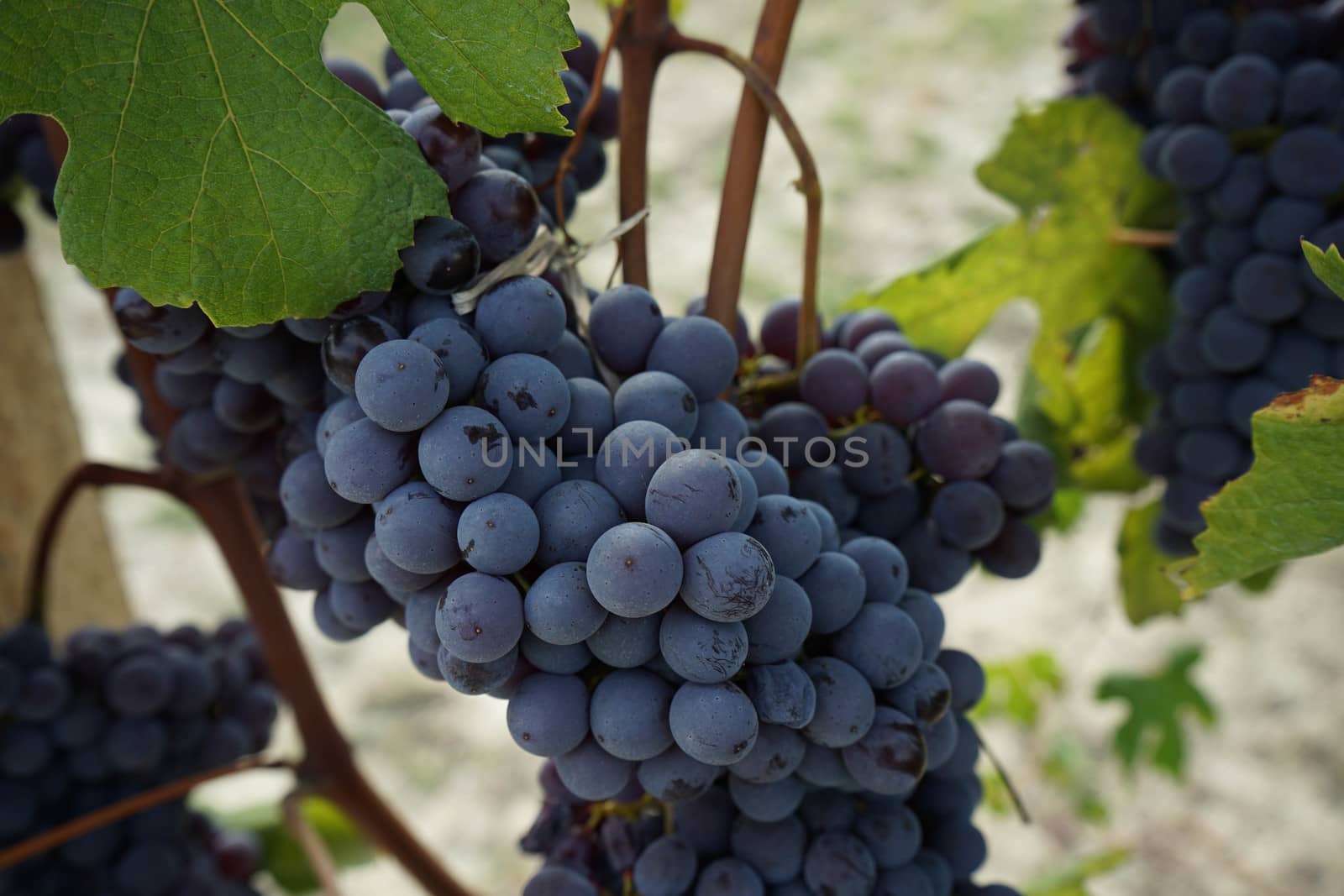 Vineyard on the hills of Barolo, Piedmont - Italy