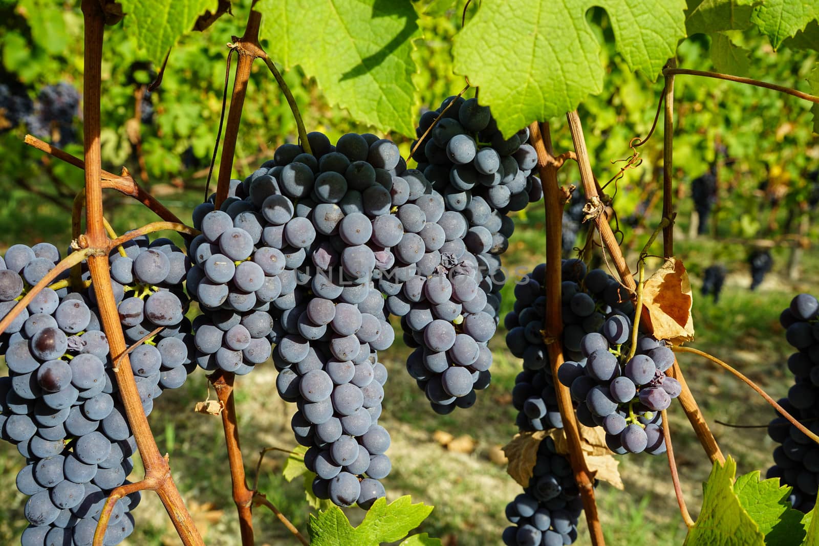 Vineyard on the hills of Barolo, Piedmont - Italy