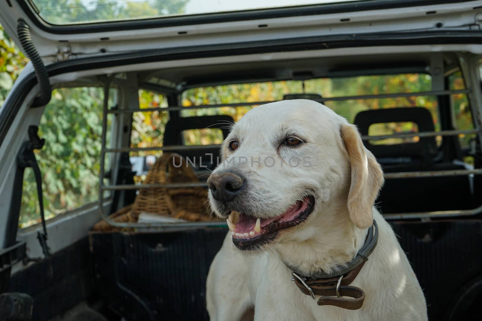 Truffle dog in the Langhe by cosca