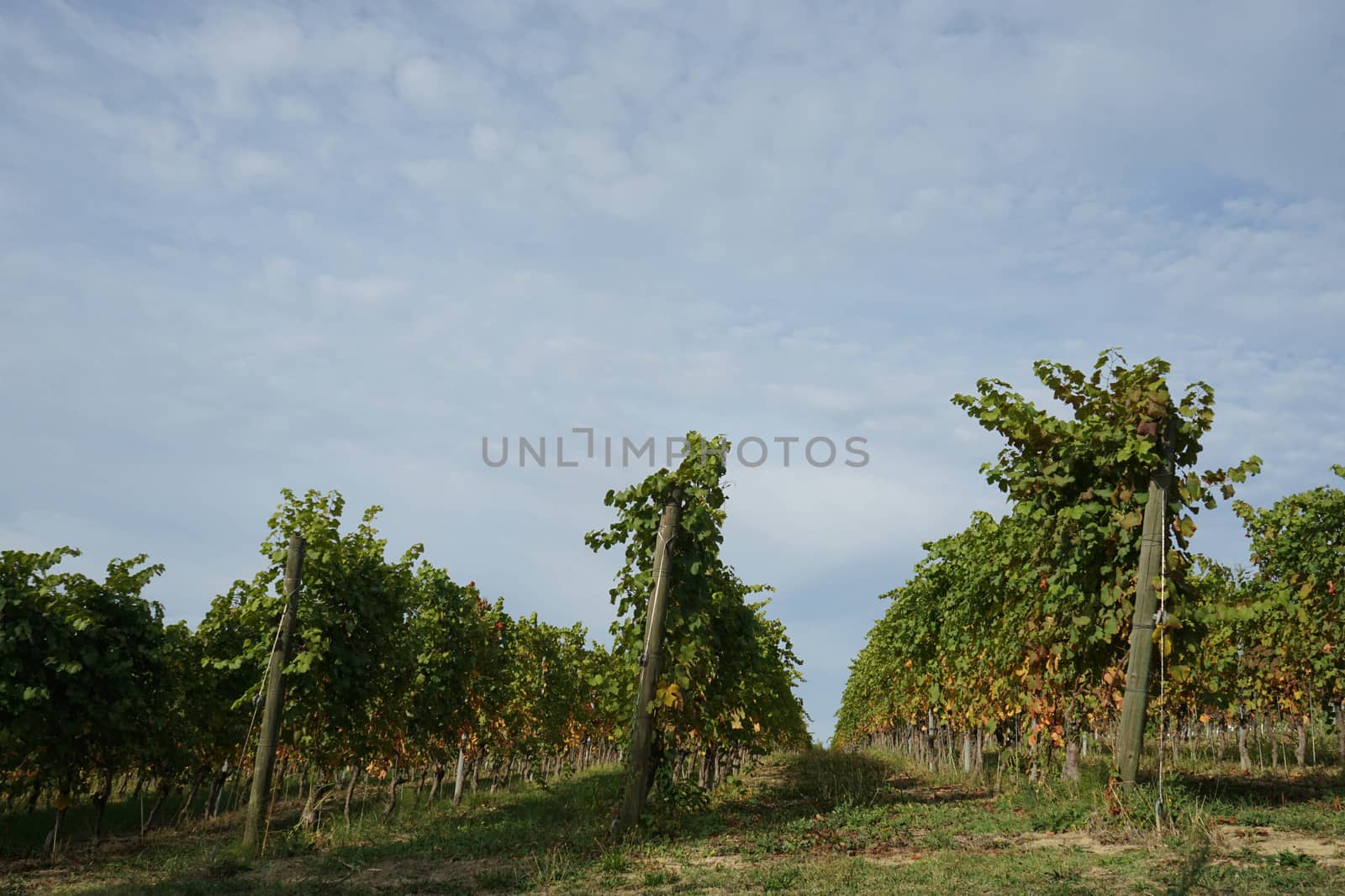 Vineyards in the Langhe around La Morra