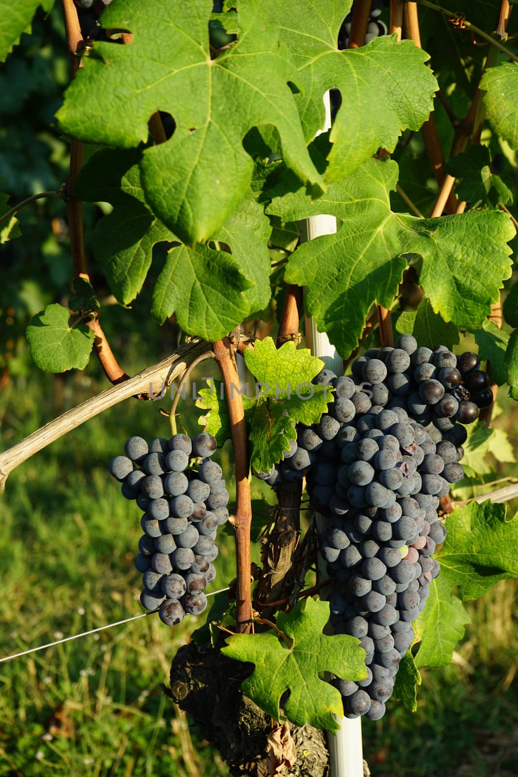 Vineyards waiting for harvest by cosca