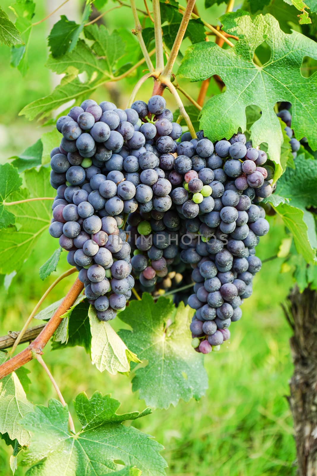 Bunch of Nebbiolo Grapes by cosca