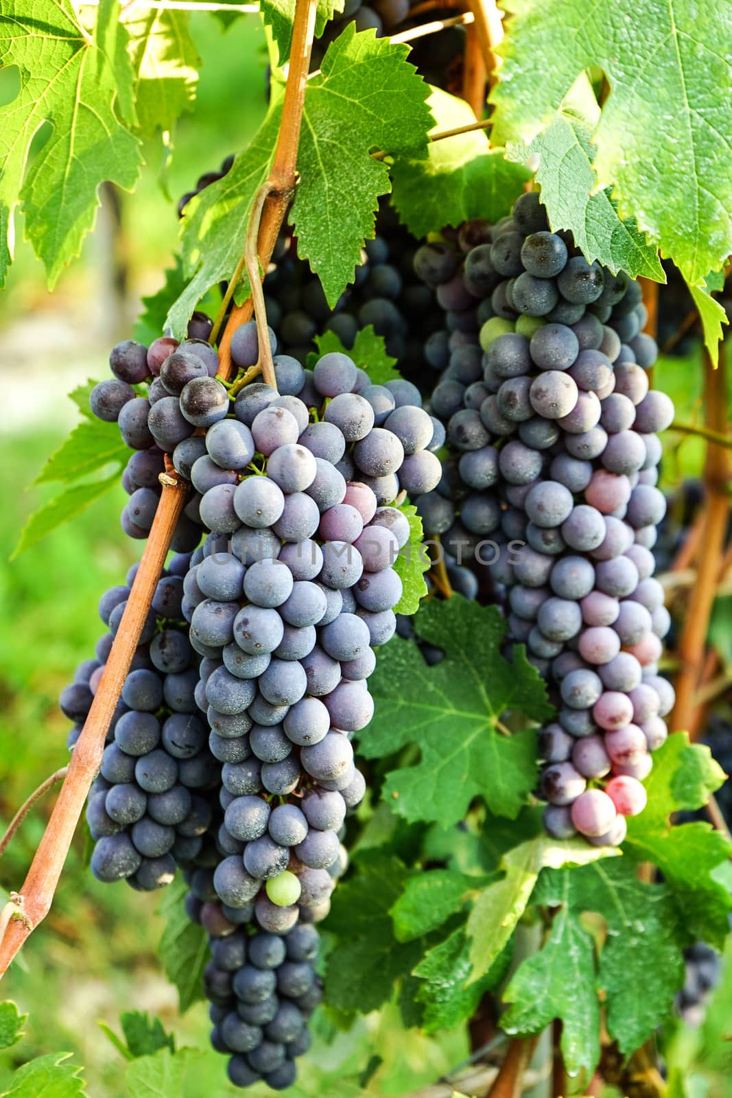 Bunch of Nebbiolo Grapes by cosca