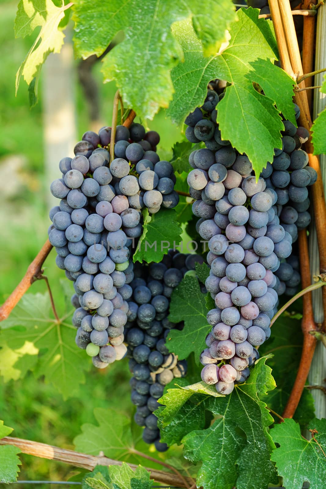Bunch of Nebbiolo Grapes by cosca