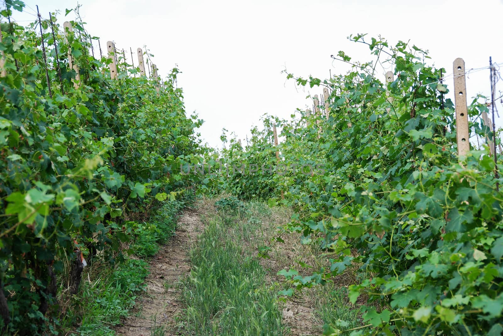 Vineyard on the hills of Barolo, Piedmont - Italy