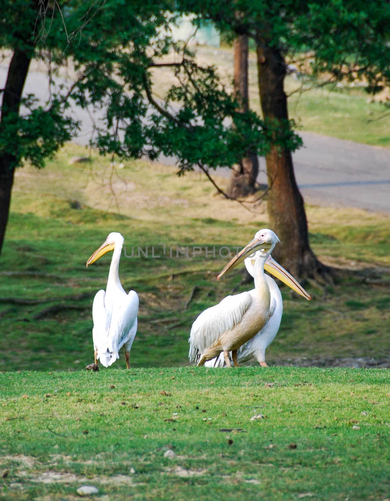 Pelicans in a meadow by cosca