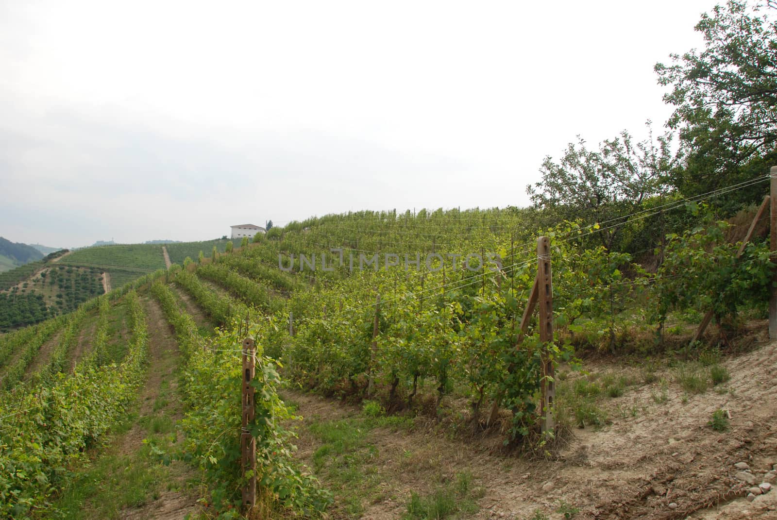 Vineyard on the hills of Barolo, Piedmont - Italy