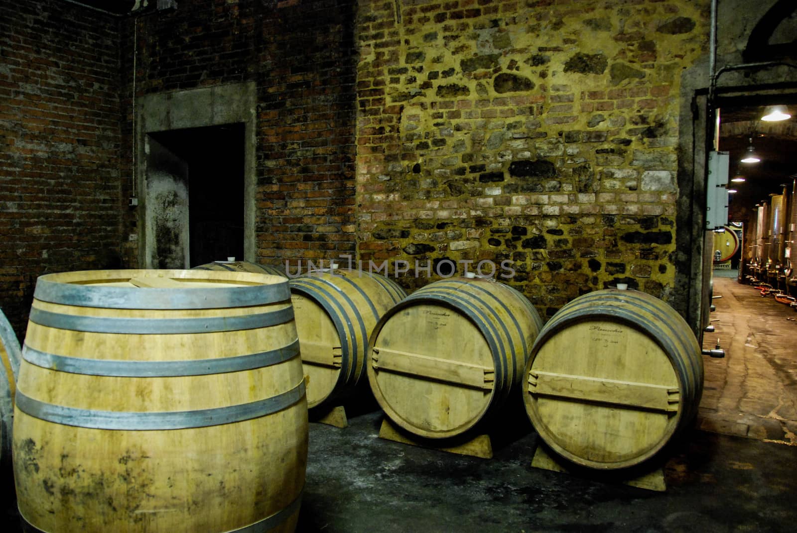 Barrels in a wine cellar by cosca
