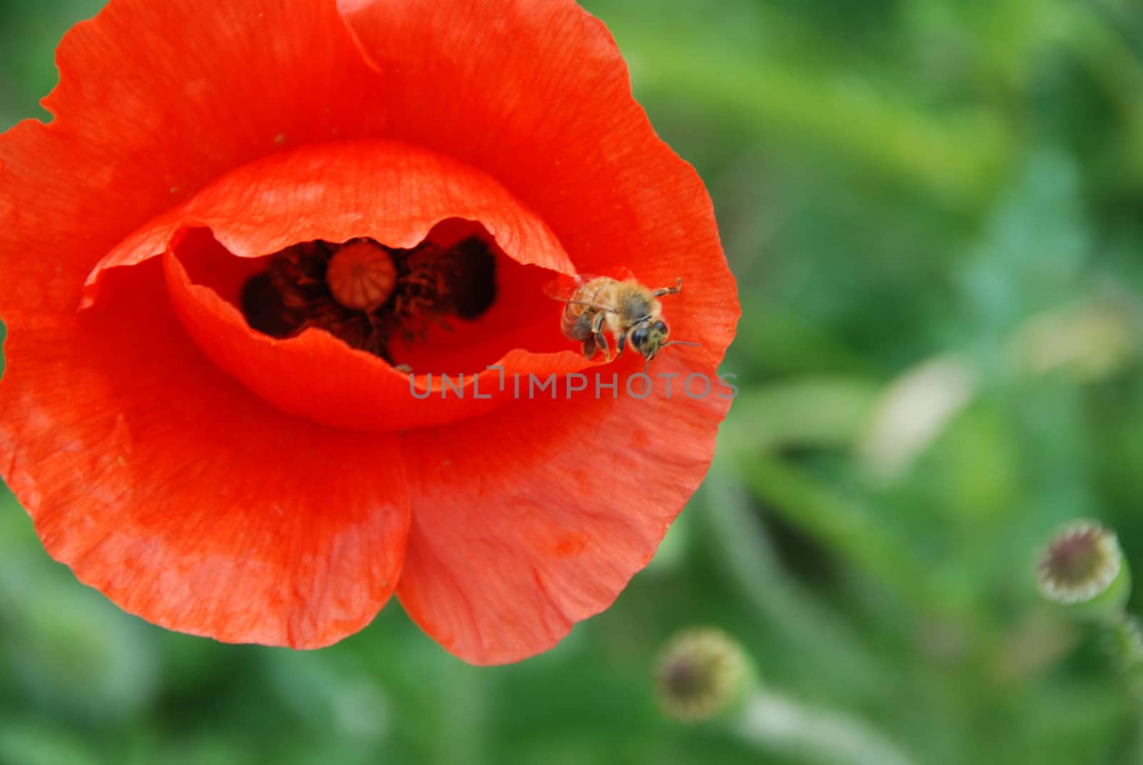 In a green meadow a red pavar with a bee