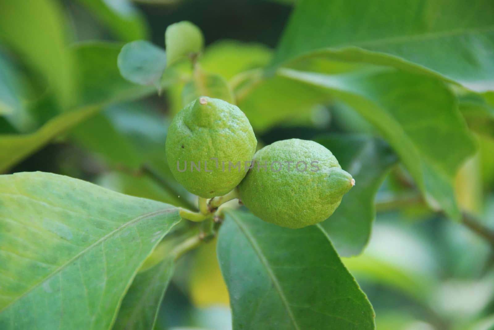 Lemons from the plant by cosca