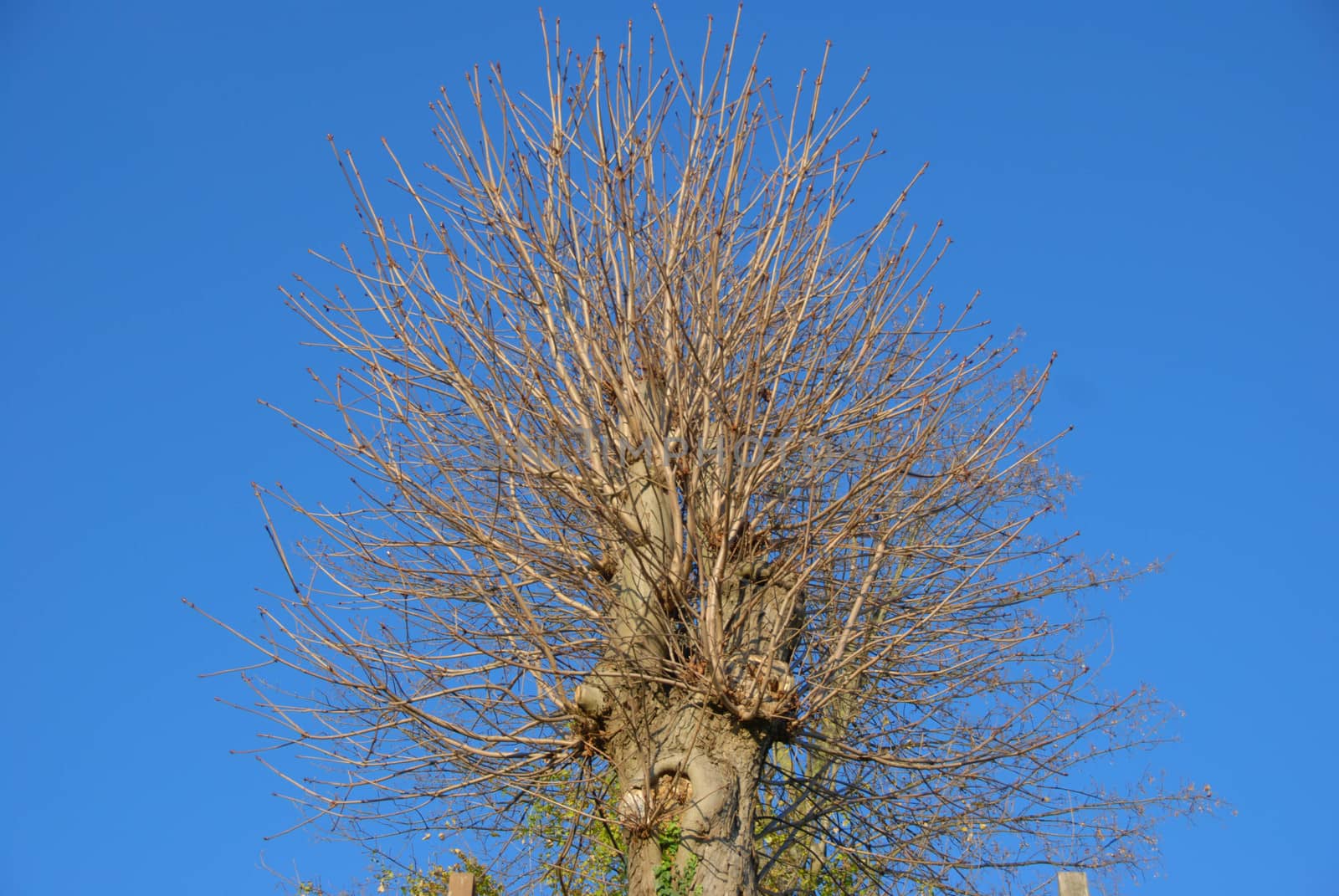 Trunk of a tree with branches by cosca