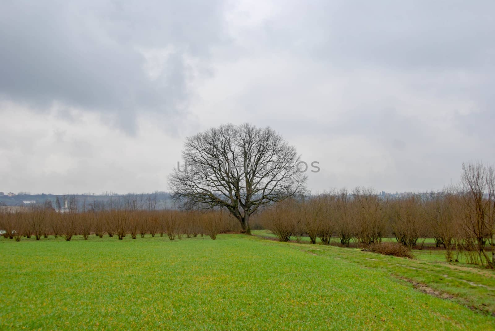 An oak tree around hazel near Farigliano, Piedmont, Italy by cosca