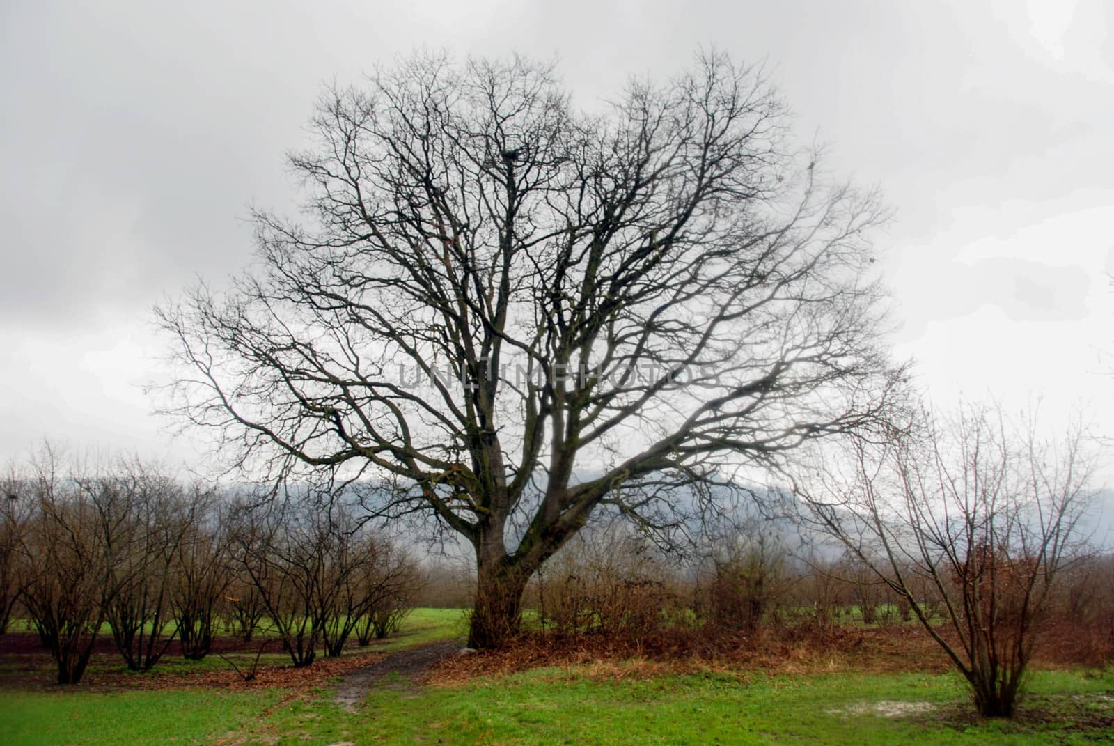 An oak tree around hazel near Farigliano, Piedmont, Italy