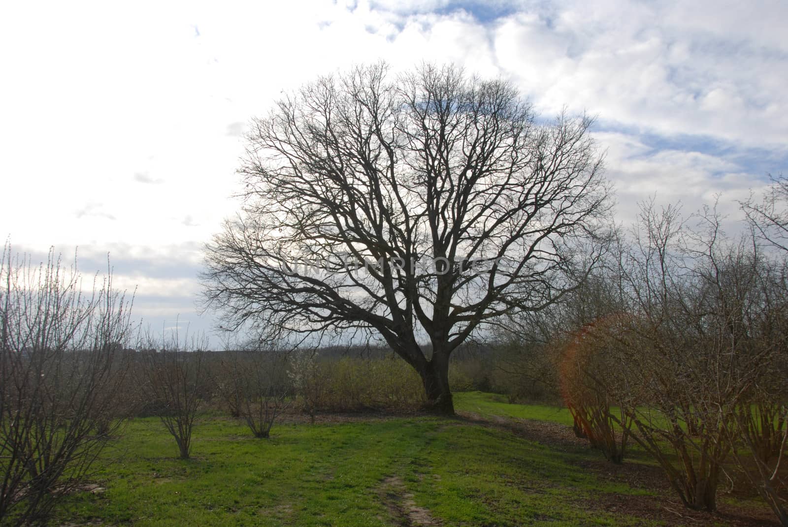 Oak tree around hazel near Farigliano, Piedmont, Italy by cosca