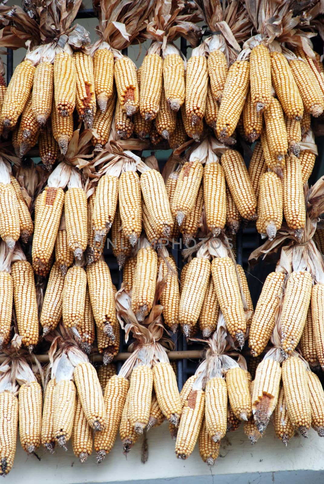 Corn cobs interwoven with each other to dry