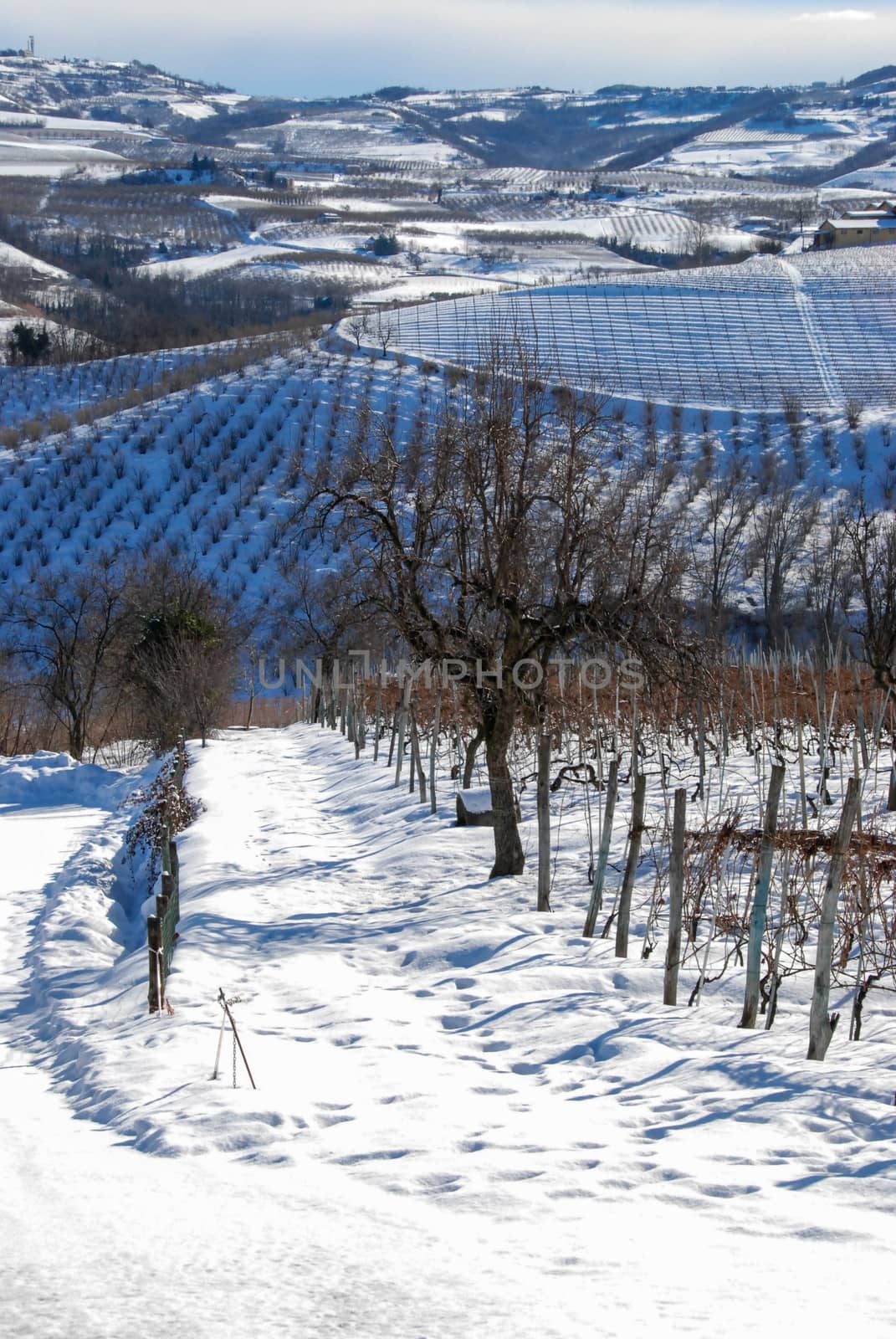 Vineyard of Langhe with now, Piedmont - Italy by cosca